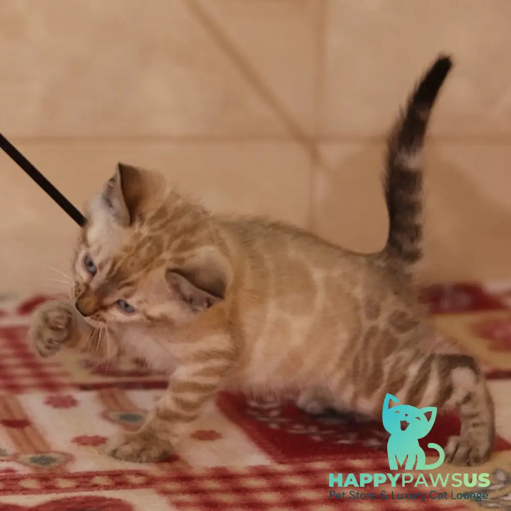 Yael Bengal male seal spotted tabby pointed - live animals