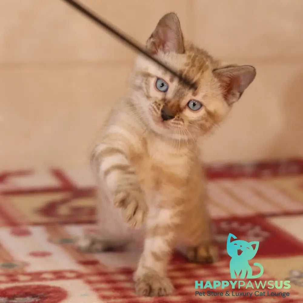 Yael Bengal male seal spotted tabby pointed - live animals