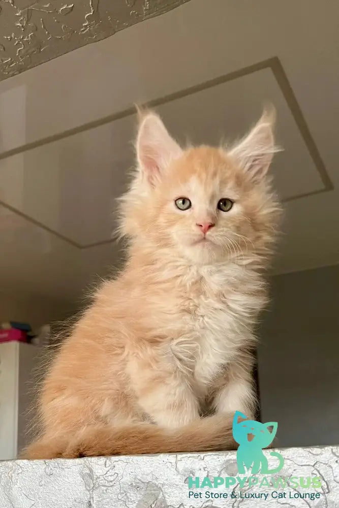 Yaelis Maine Coon male red silver tabby - live animals