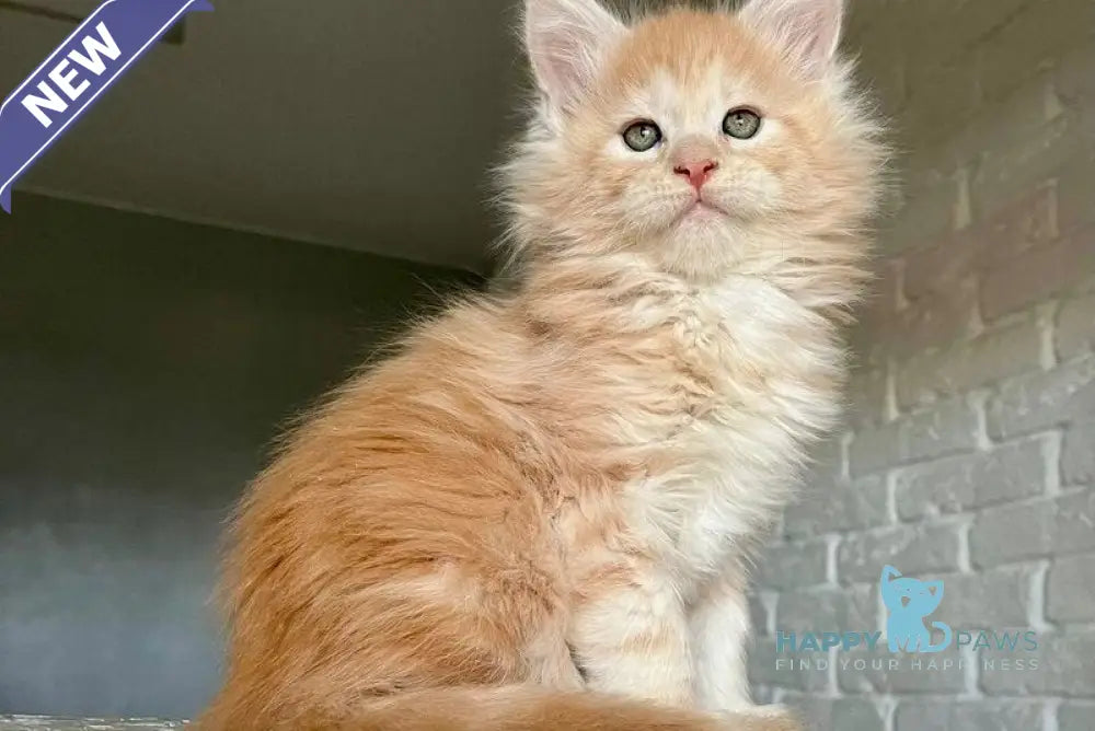 Yaelis Maine Coon male red silver tabby - live animals