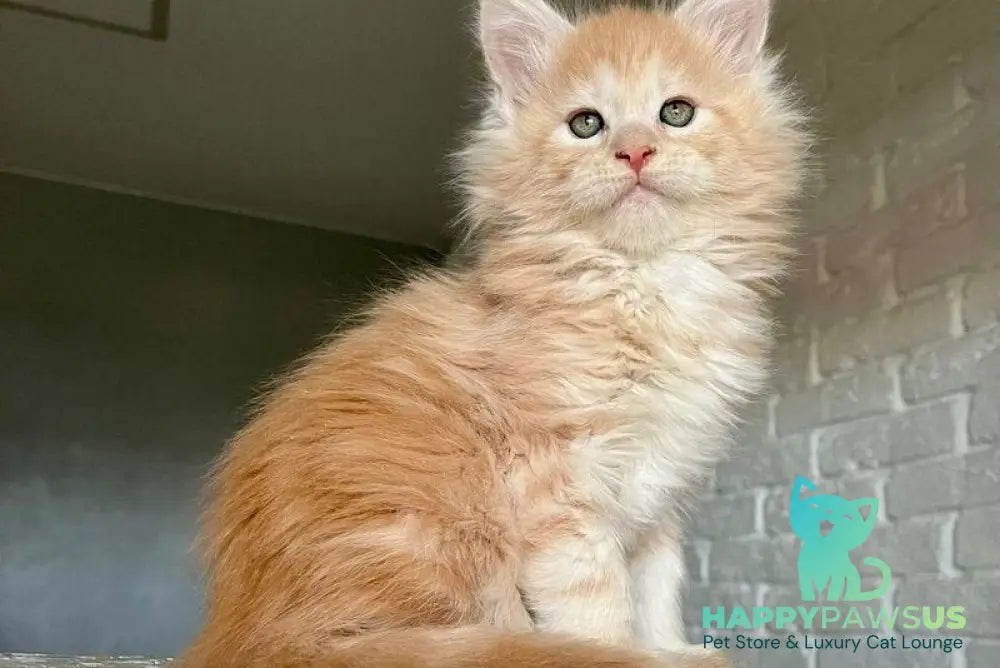 Yaelis Maine Coon male red silver tabby - live animals