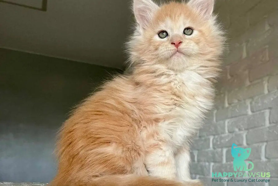Yaelis Maine Coon male red silver tabby - live animals