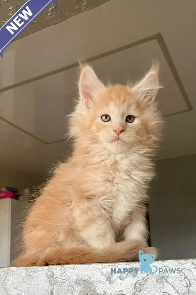 Yaelis Maine Coon male red silver tabby - live animals