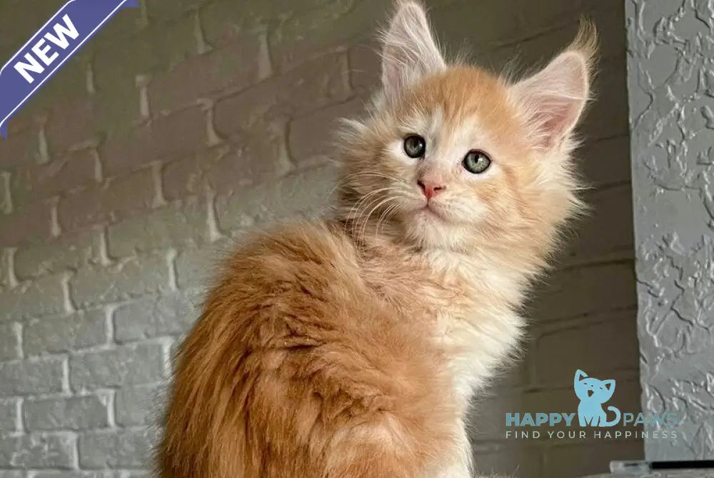 Yaelis Maine Coon male red silver tabby - live animals