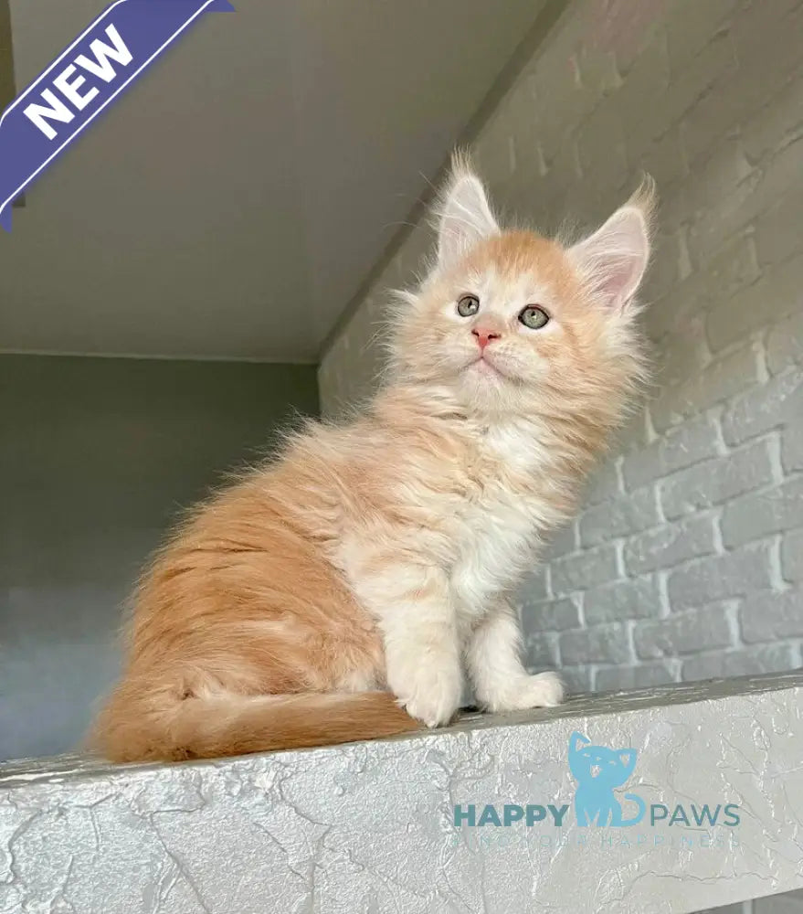 Yaelis Maine Coon male red silver tabby - live animals