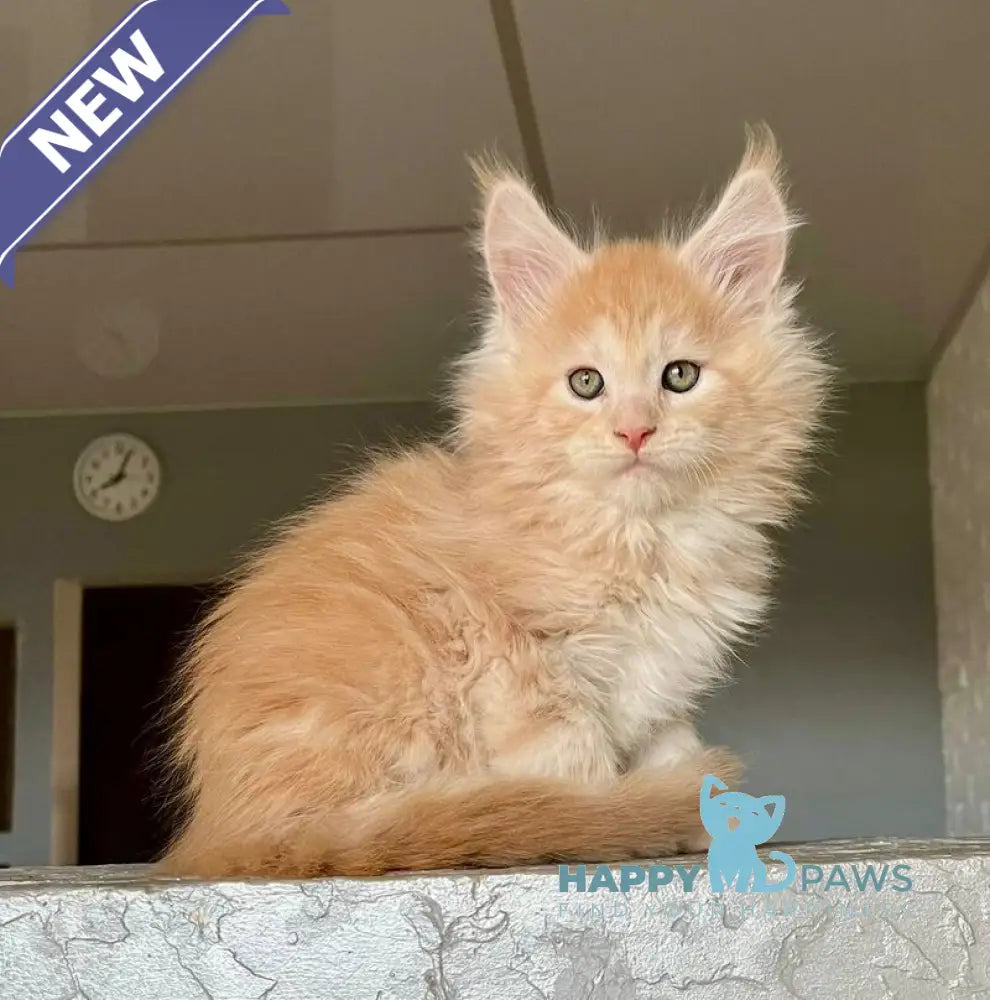 Yaelis Maine Coon male red silver tabby - live animals