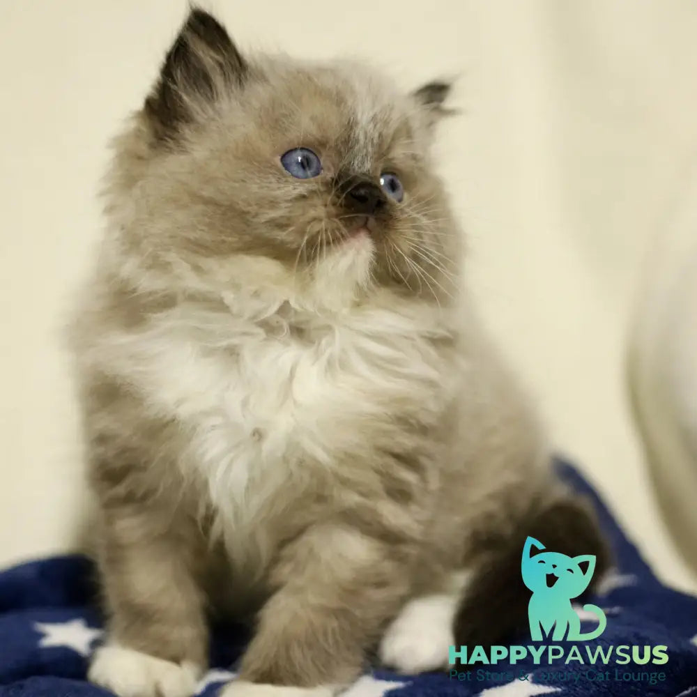Yager Ragdoll male black mitted - live animals