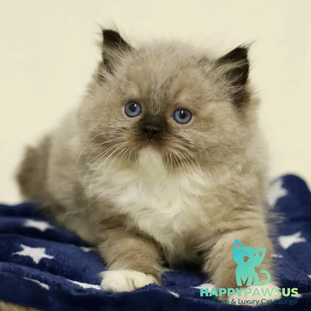 Yager Ragdoll male black mitted - live animals