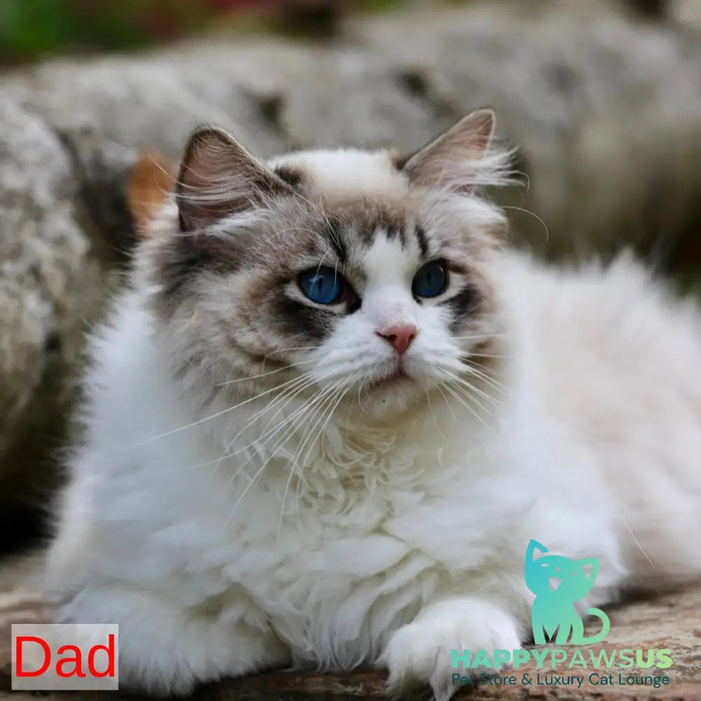 Yager Ragdoll male black mitted - live animals