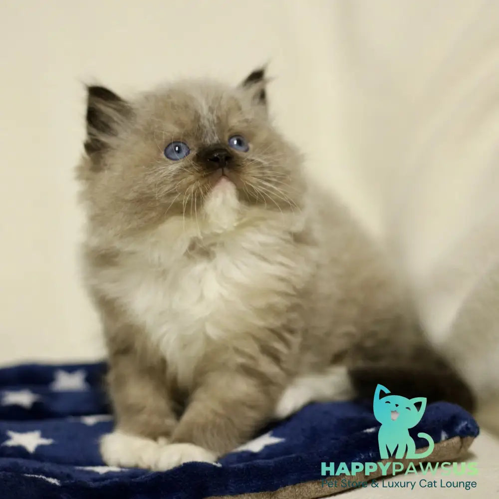 Yager Ragdoll male black mitted - live animals