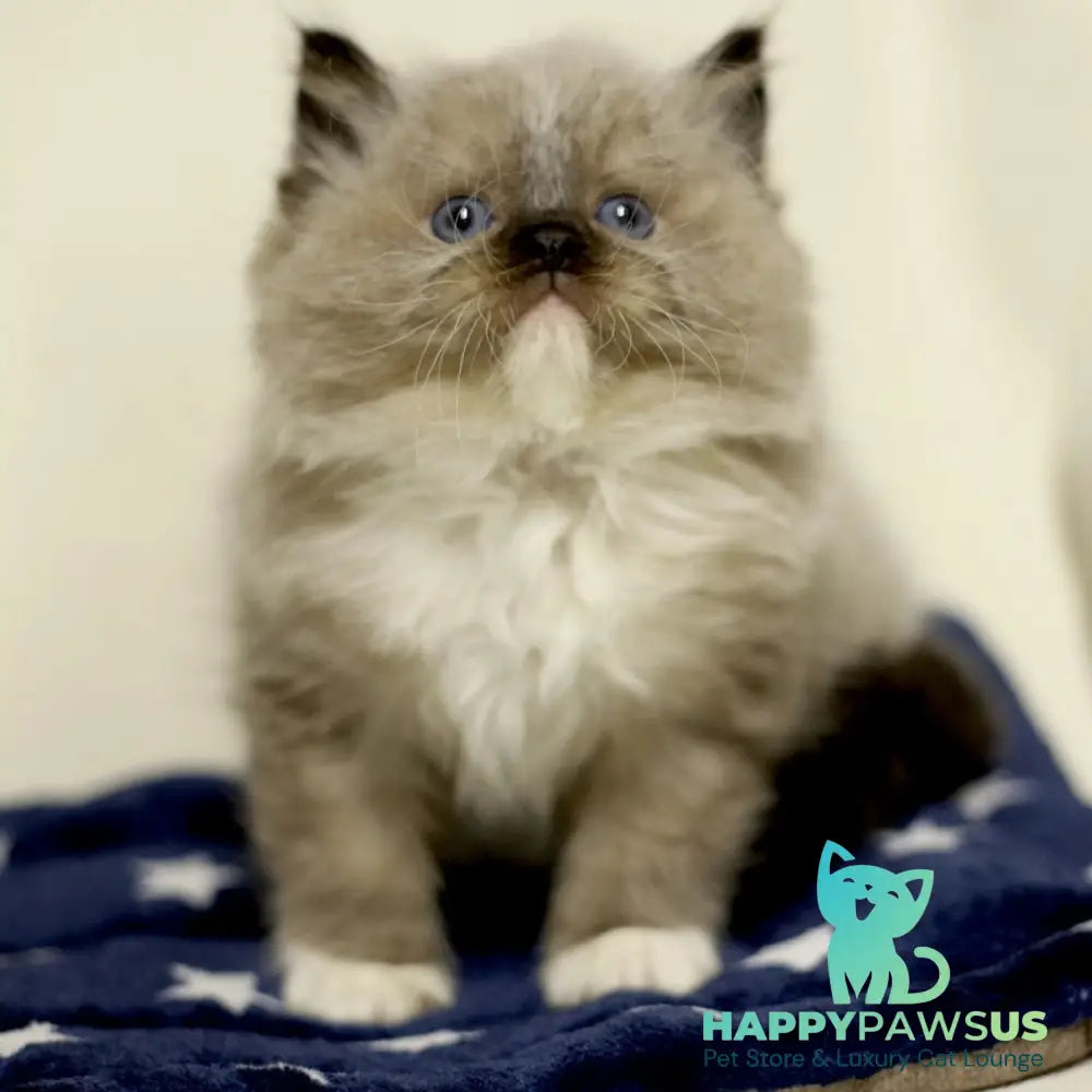 Yager Ragdoll male black mitted - live animals