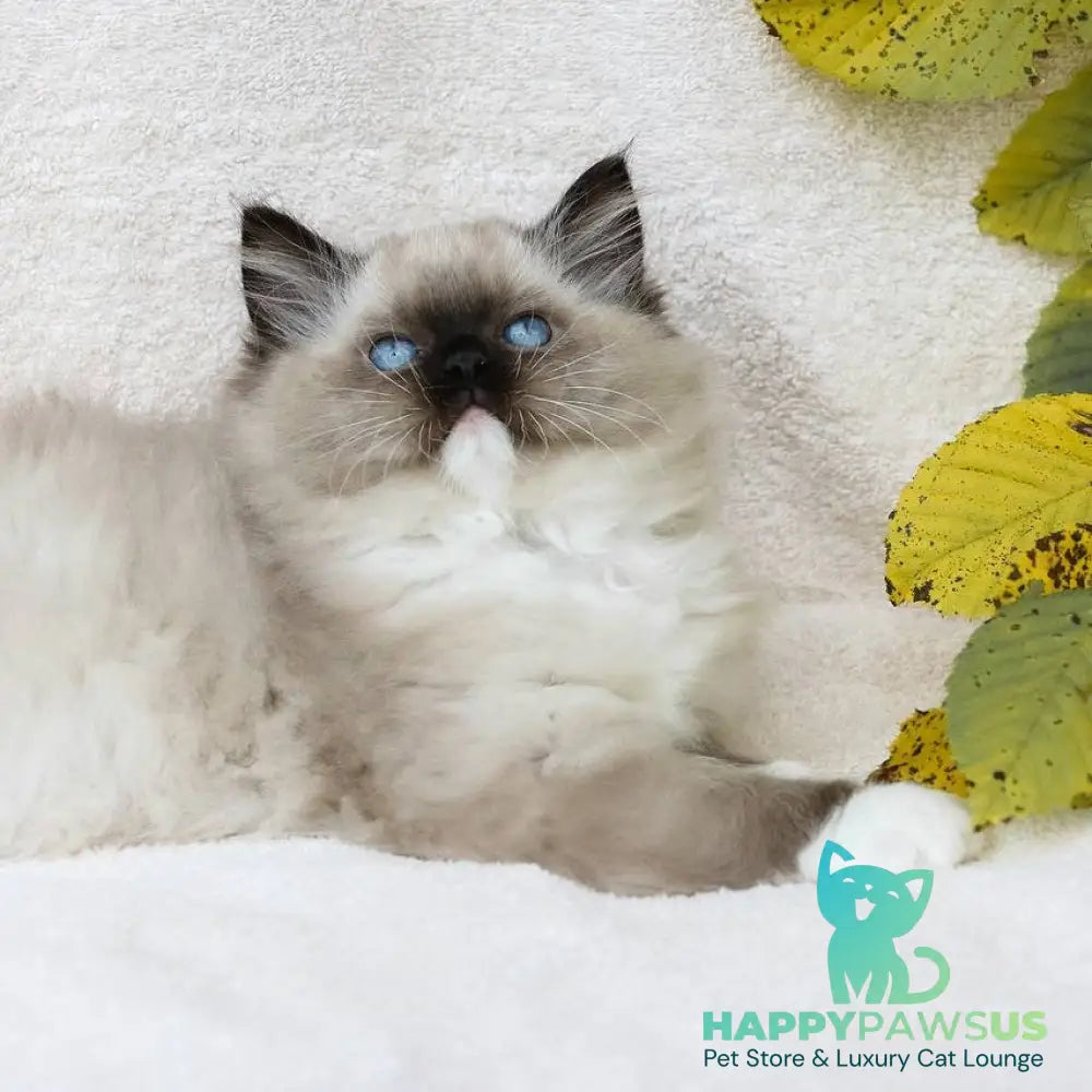 Yager Ragdoll male black mitted - live animals