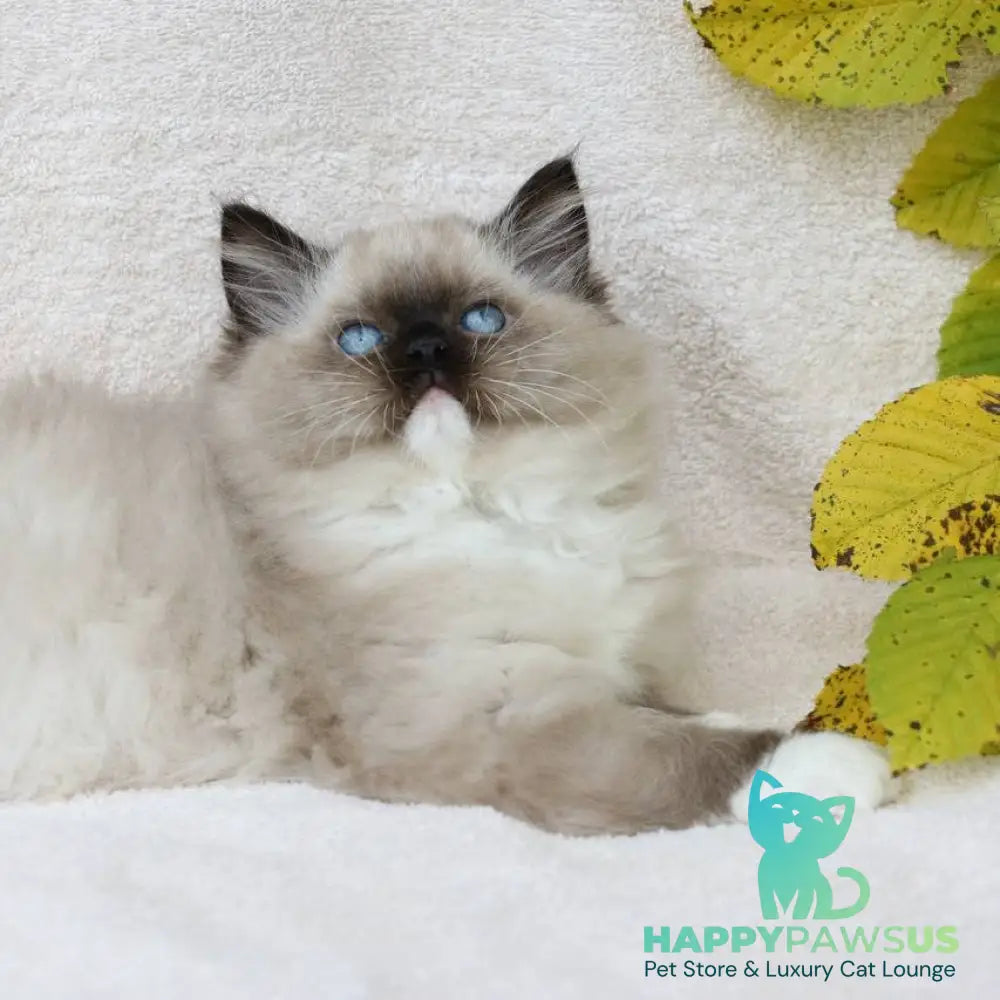 Yager Ragdoll male black mitted - live animals