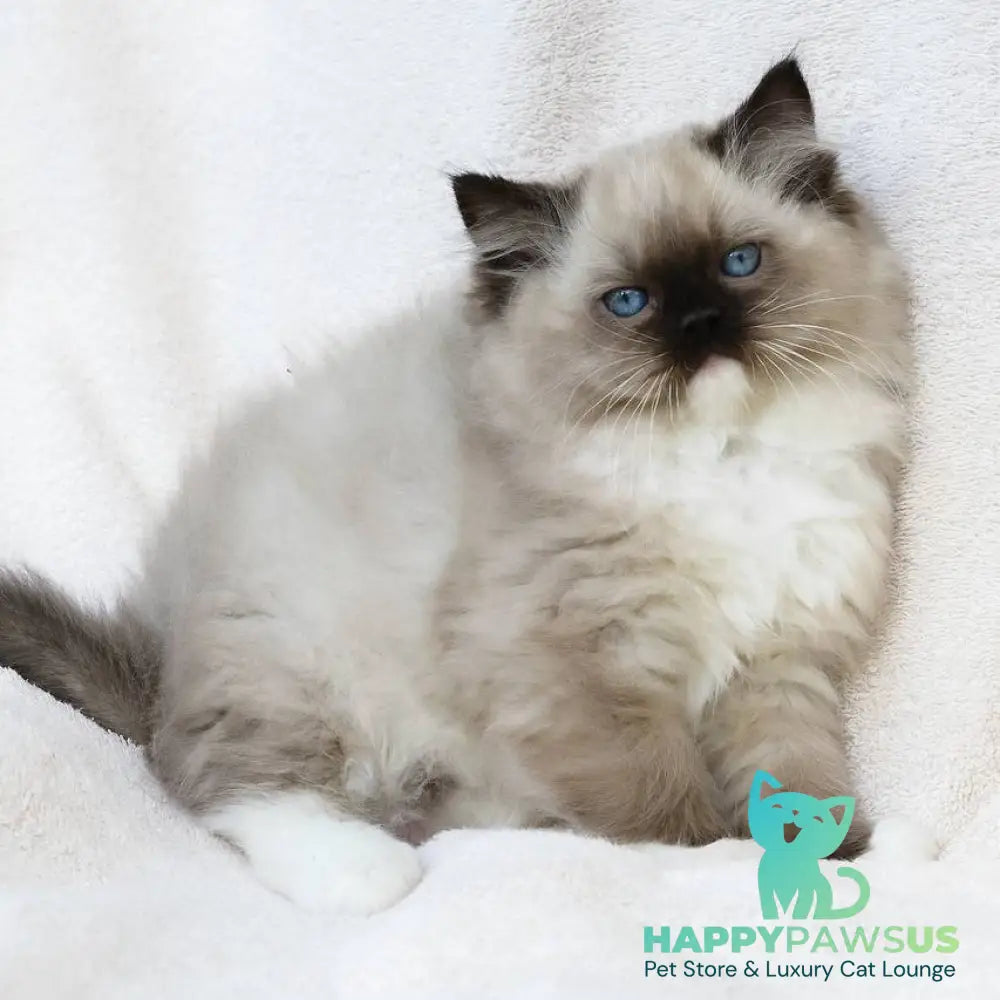 Yager Ragdoll male black mitted - live animals