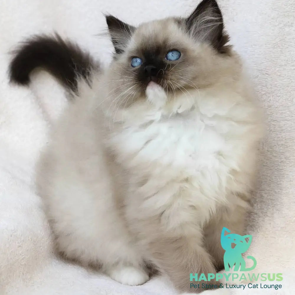 Yager Ragdoll male black mitted - live animals