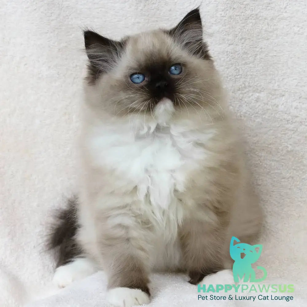 Yager Ragdoll male black mitted - live animals