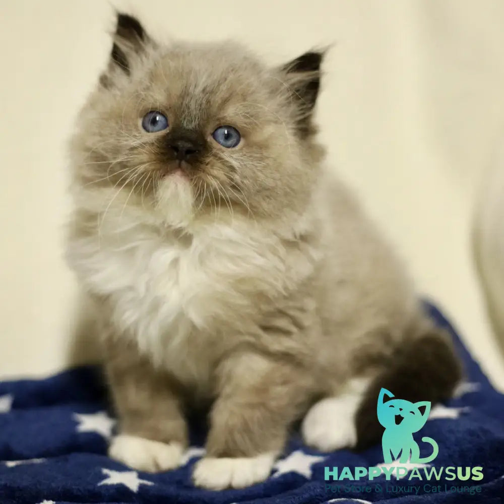 Yager Ragdoll male black mitted - live animals