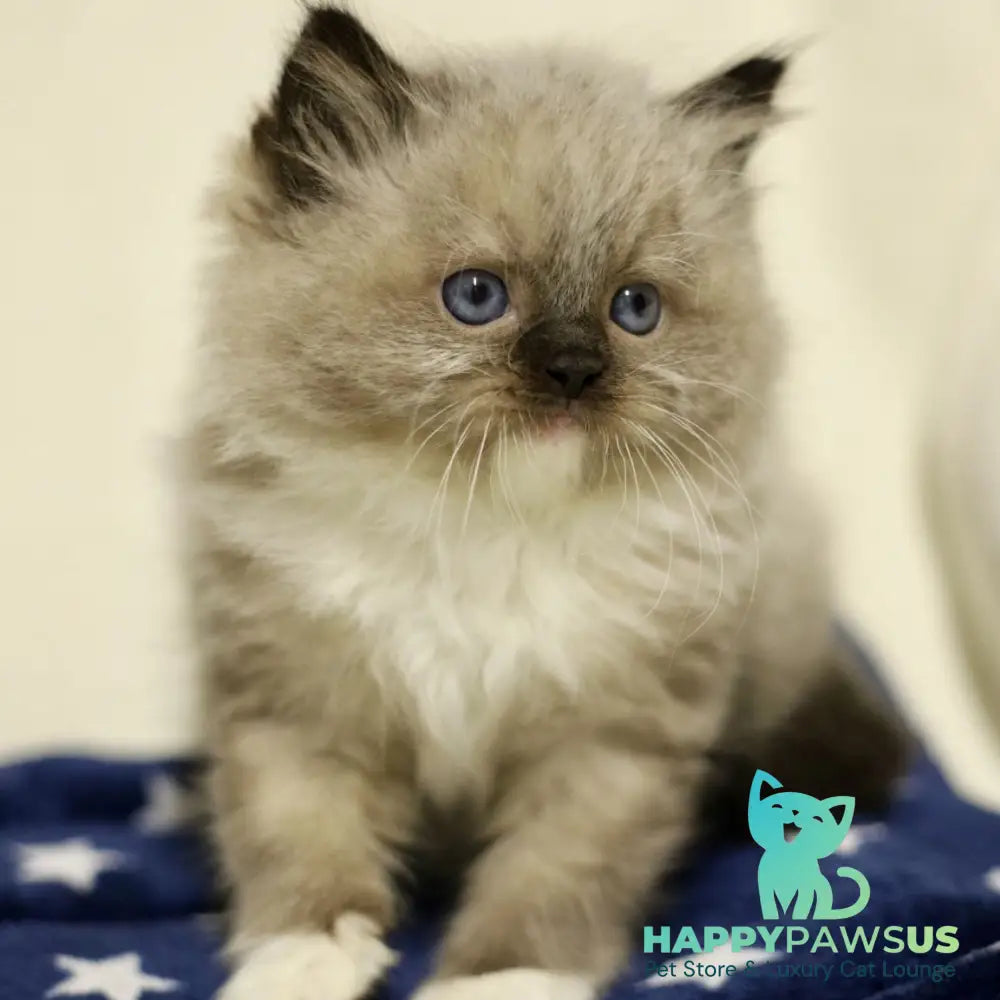 Yager Ragdoll male black mitted - live animals
