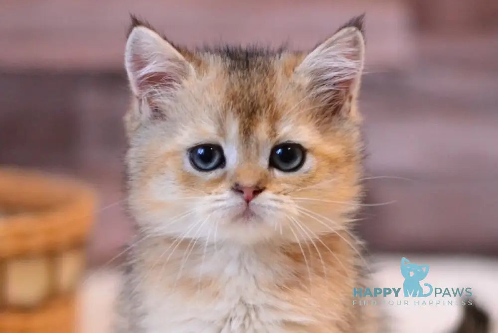 Yago British Shorthair male black golden ticked tabby live animals