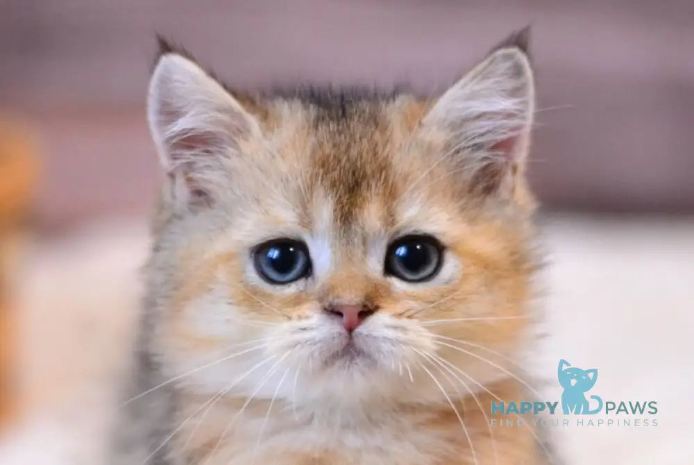 Yago British Shorthair male black golden ticked tabby live animals