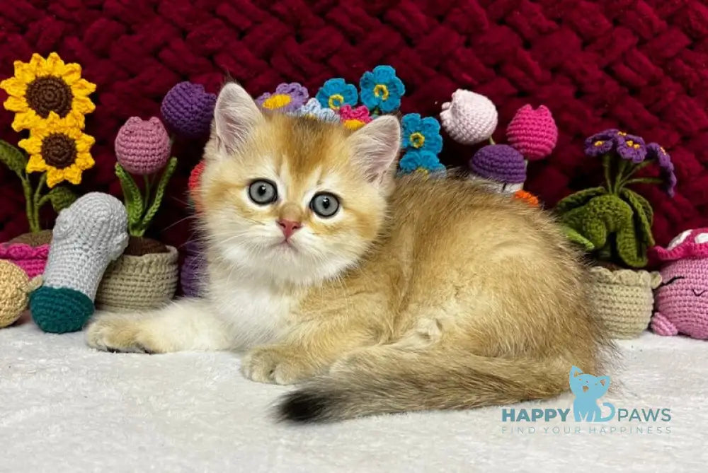 Yago Scottish Fold male black golden shaded live animals