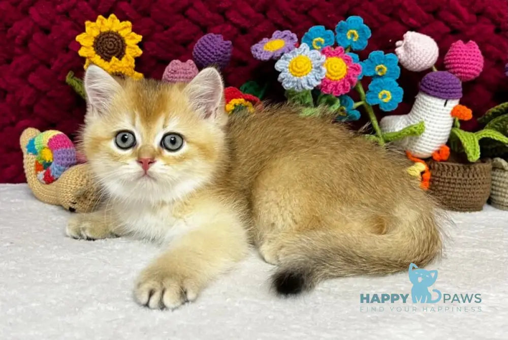 Yago Scottish Fold male black golden shaded live animals