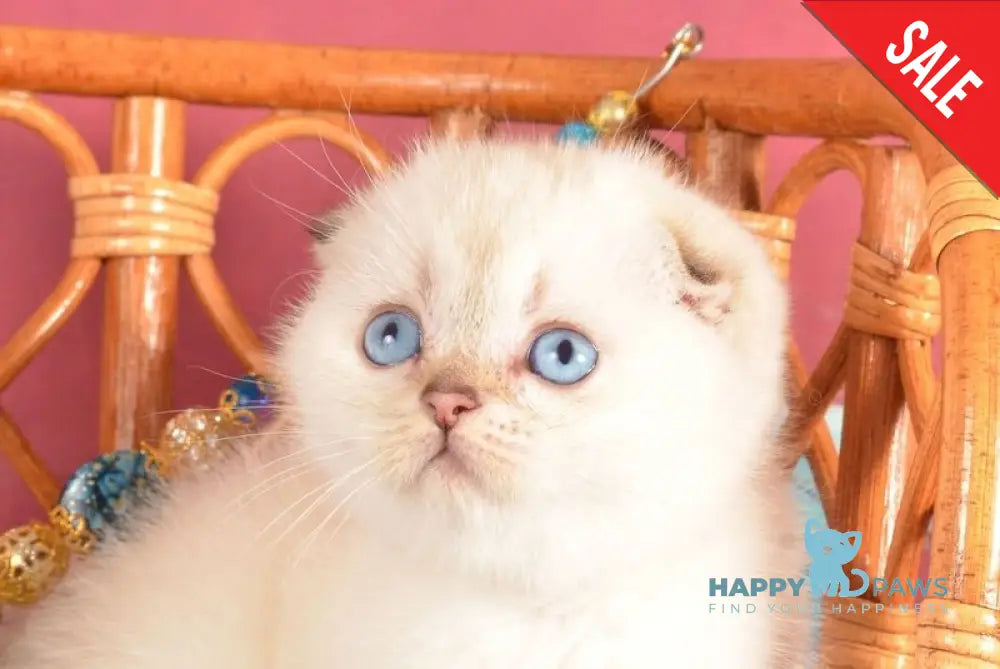 Yagodka Scottish Fold female black golden ticked tabby pointed live animals