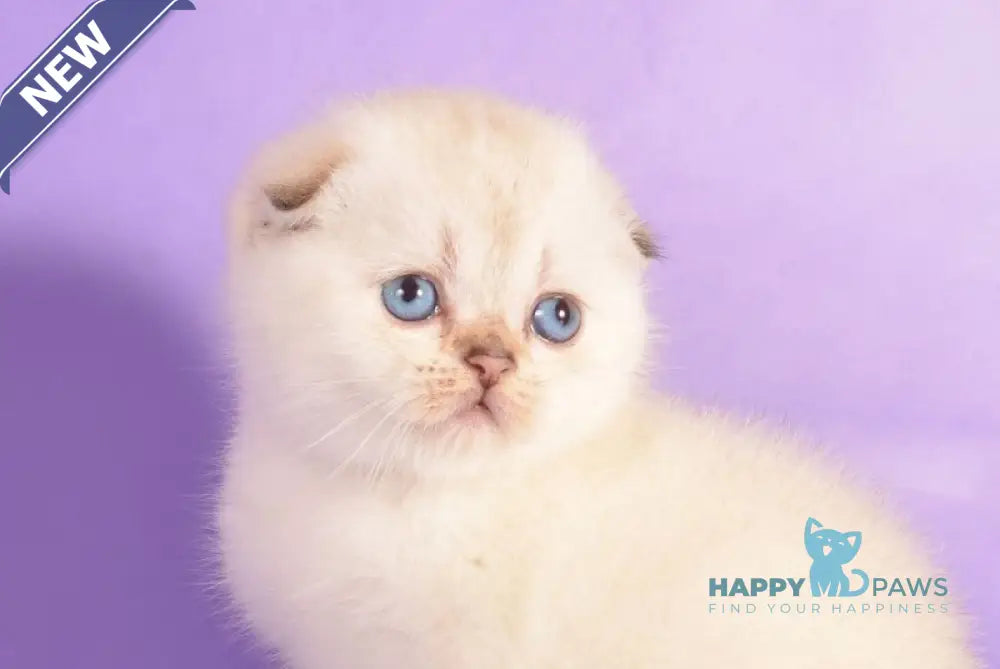 Yagodka Scottish Fold female black golden ticked tabby pointed live animals