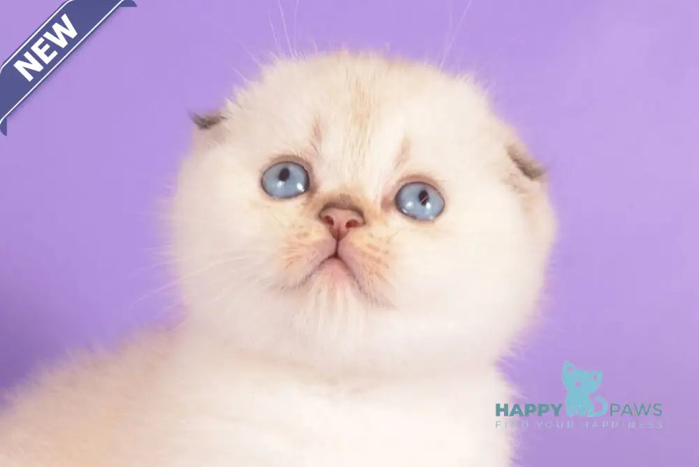 Yagodka Scottish Fold female black golden ticked tabby pointed live animals