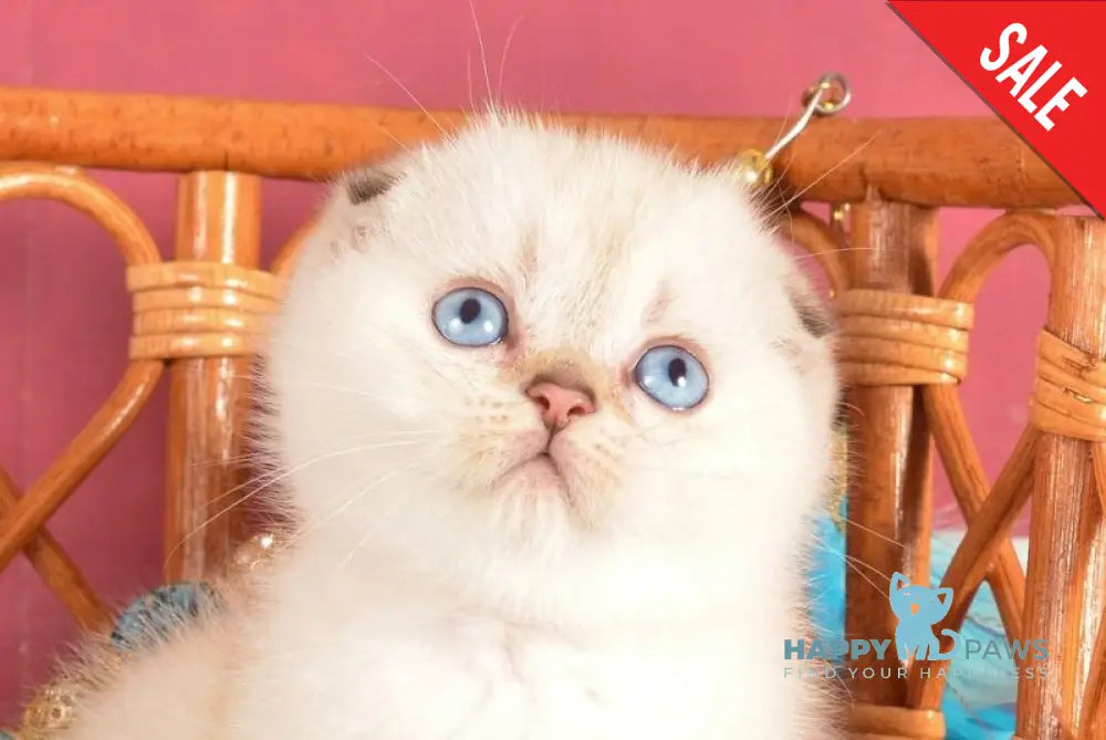 Yagodka Scottish Fold female black golden ticked tabby pointed live animals