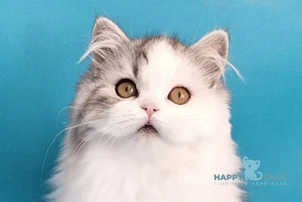 Yagodka Scottish Straight male black silver tabby bicolour live animals