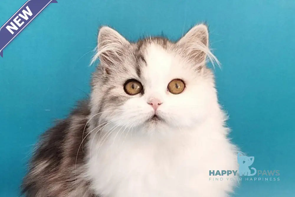 Yagodka Scottish Straight male black silver tabby bicolour live animals