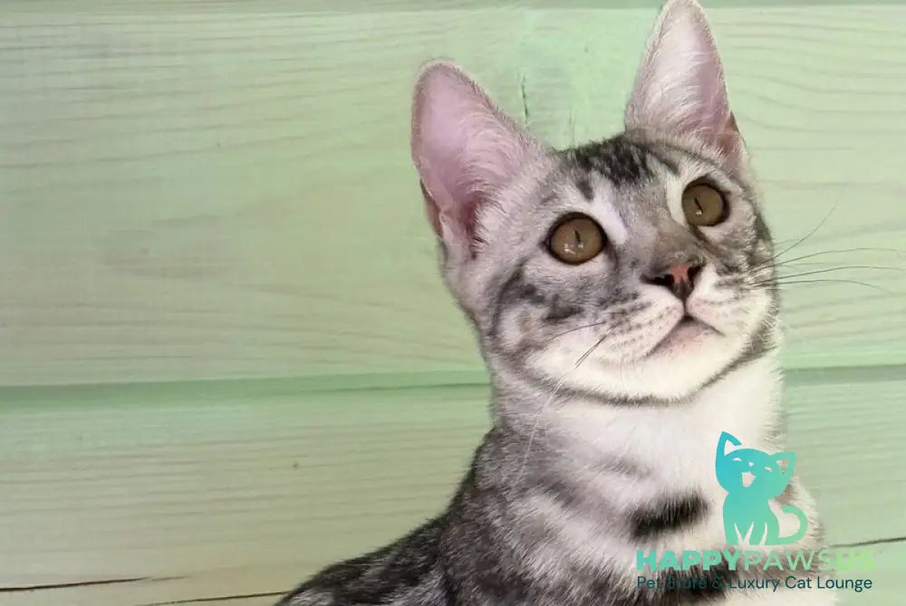 Yaguar Bengal male charcoal pointed live animals