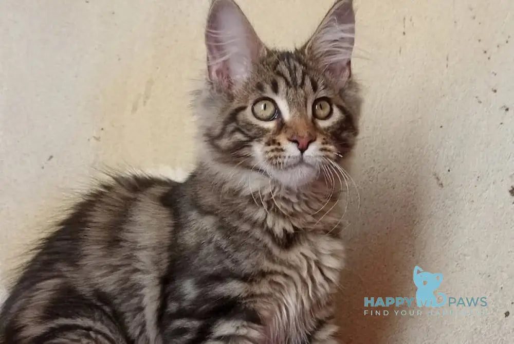 Yaguar Maine Coon male black silver tabby live animals