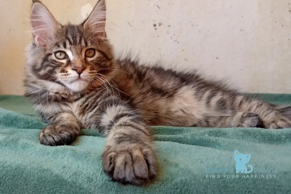 Yaguar Maine Coon male black silver tabby live animals
