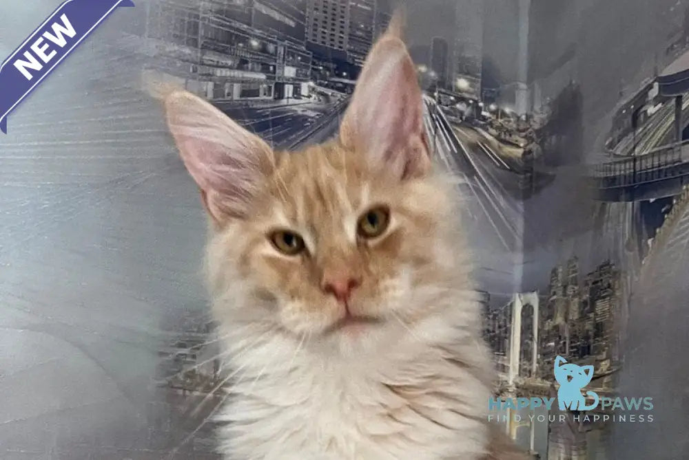 Yaguar Maine Coon male red silver ticked tabby live animals