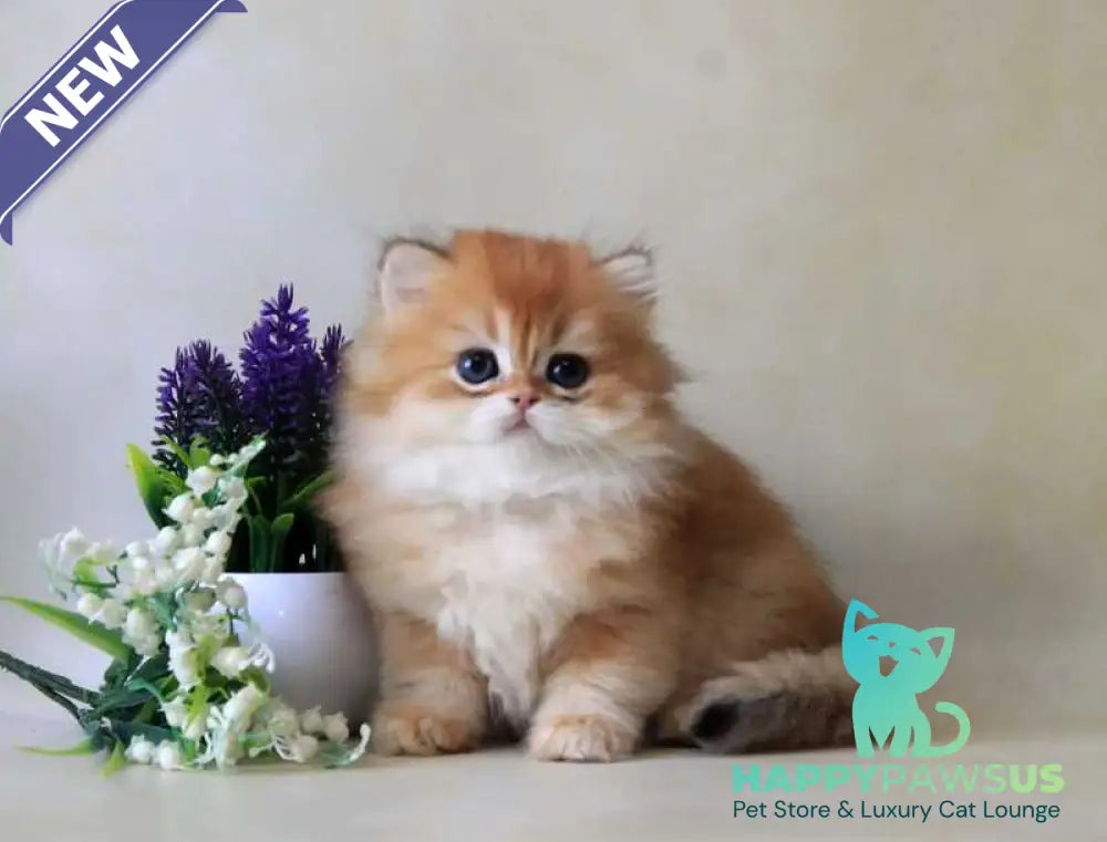 Yahont British Longhair female black golden chinchilla - live animals