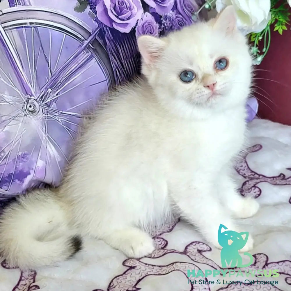 Yahont British Shorthair male chocolate golden chinchilla pointed - live animals