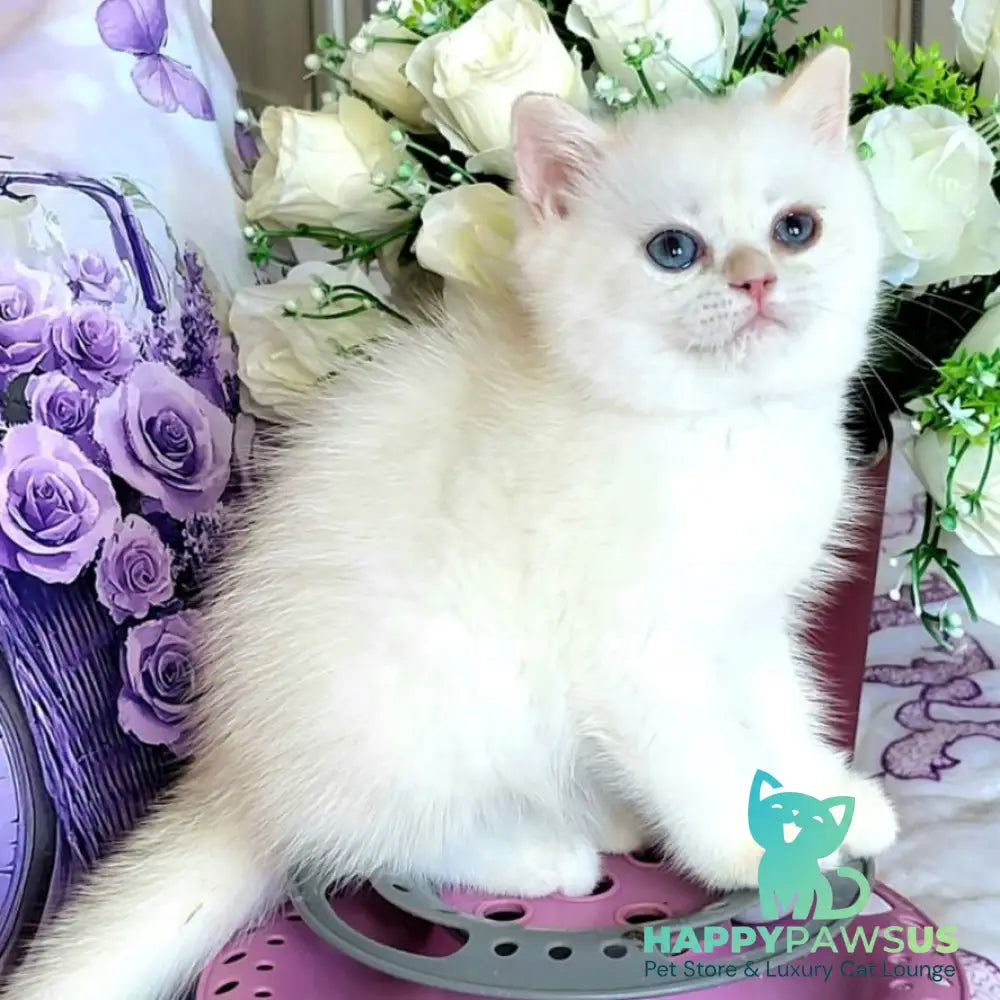 Yahont British Shorthair male chocolate golden chinchilla pointed - live animals