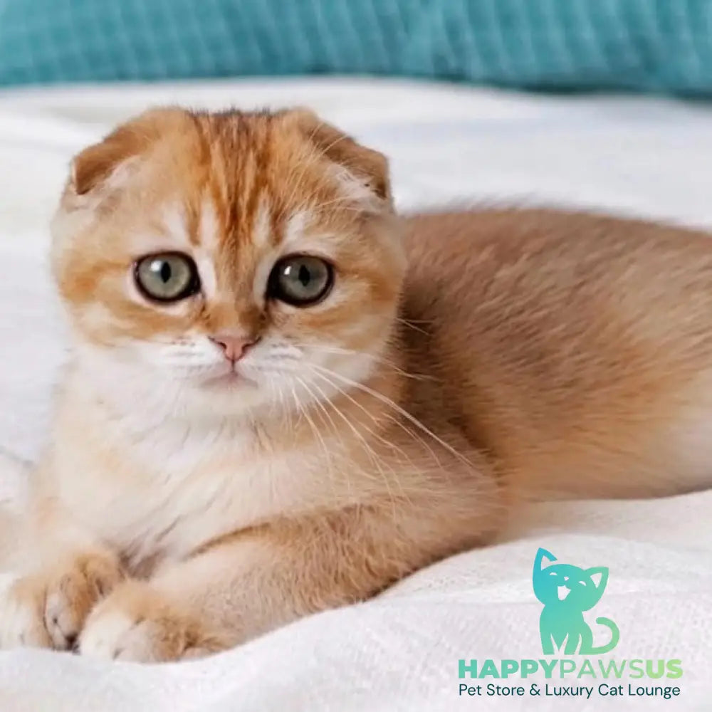 Yahoo Scottish Fold male black golden shaded - live animals