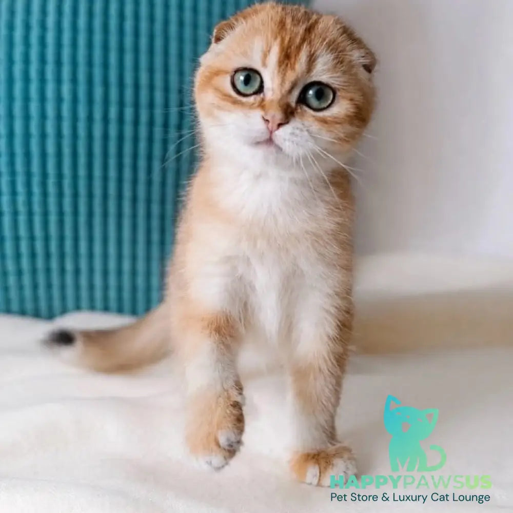 Yahoo Scottish Fold male black golden shaded - live animals