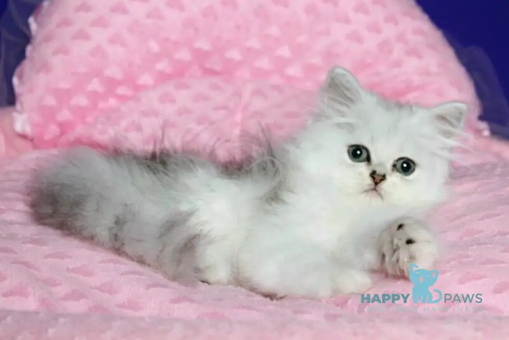 Yamaha Persian female black silver shaded live animals