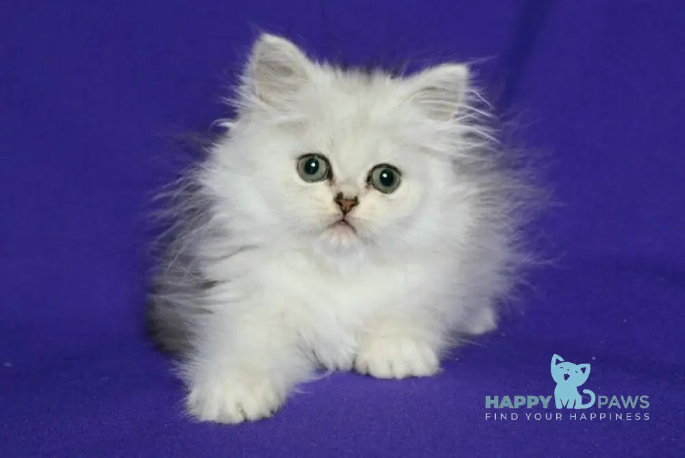 Yamaha Persian female black silver shaded live animals