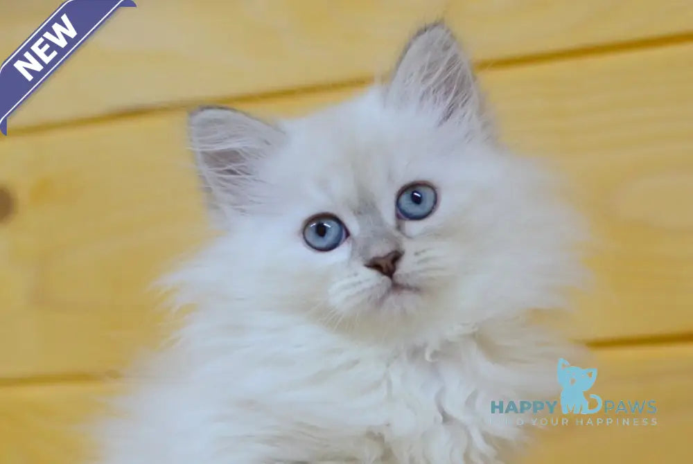 Yamila Siberian female blue tortie tabby pointed live animals