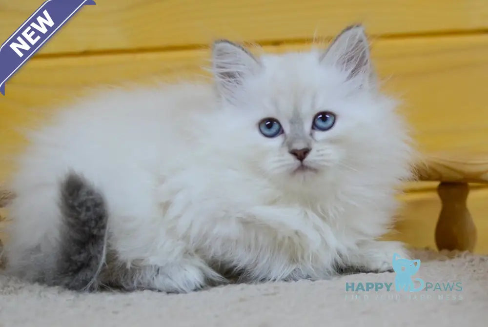 Yamila Siberian female blue tortie tabby pointed live animals