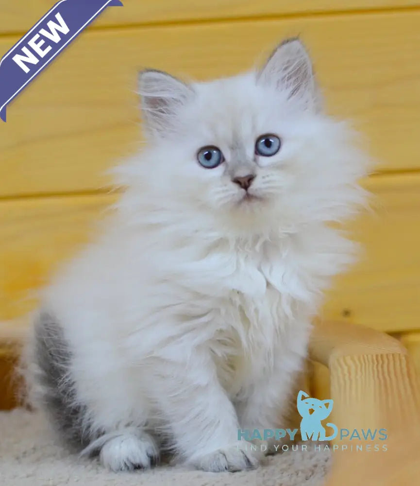 Yamila Siberian female blue tortie tabby pointed live animals