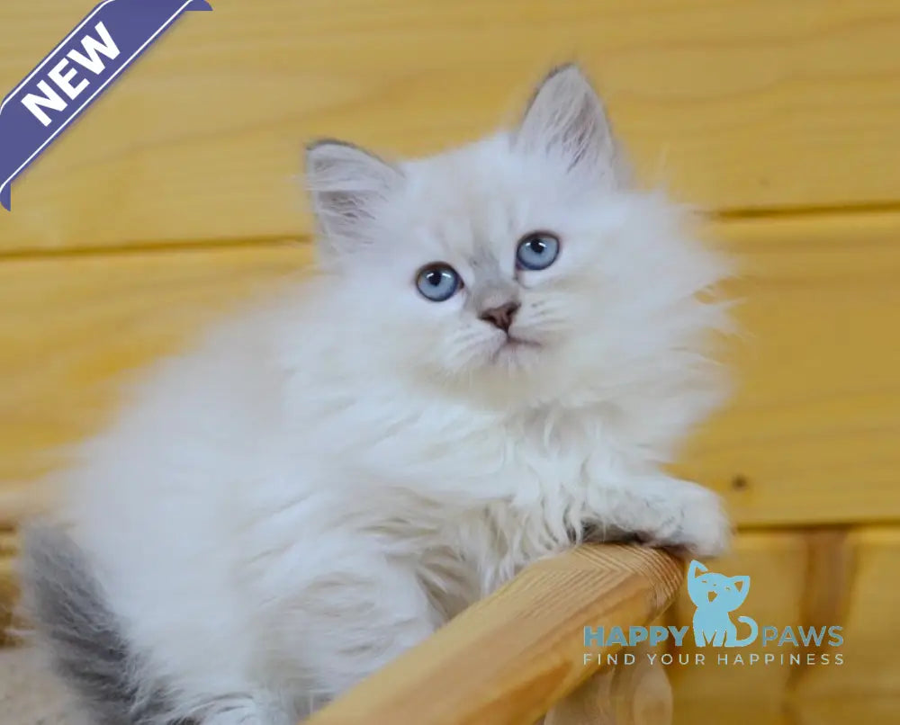 Yamila Siberian female blue tortie tabby pointed live animals