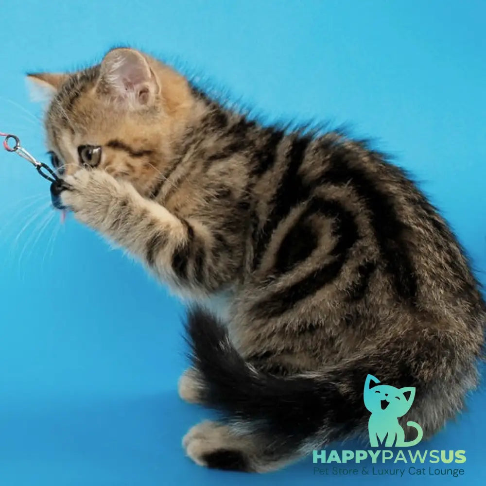 Yamina British Shorthair female black tabby - live animals