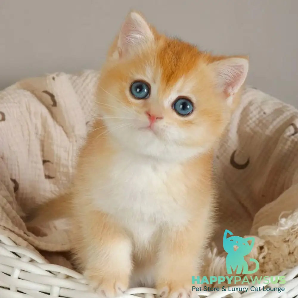 Yan British Shorthair male black golden chinchilla - live animals