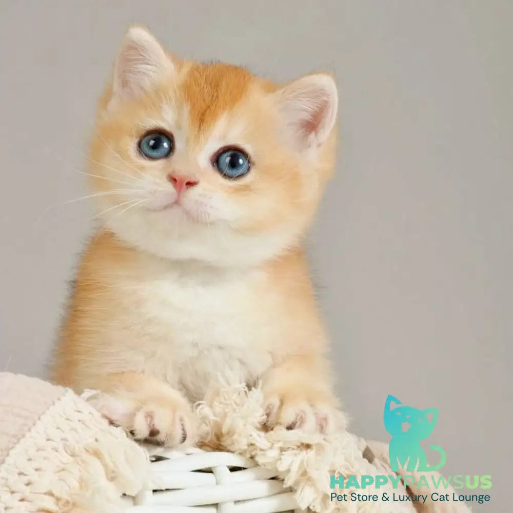 Yan British Shorthair male black golden chinchilla - live animals